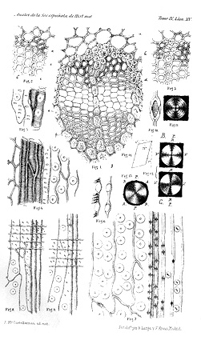 estudio micrográfico de la madera de las coníferas españolas